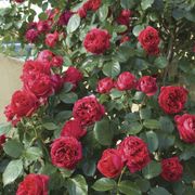 Eden Climber&reg; Red Climbing Rose Alternate Image 2