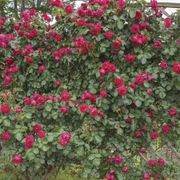 Eden Climber&reg; Red Climbing Rose Alternate Image 3