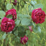 Eden Climber&reg; Red Climbing Rose Alternate Image 4