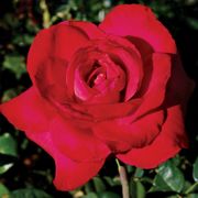 Red Masterpiece Hybrid Tea Rose Thumb
