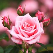 Gene Boerner Floribunda Rose Thumb