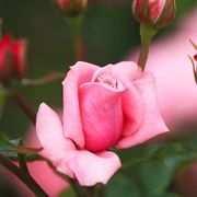 Gene Boerner Floribunda Rose Alternate Image 1