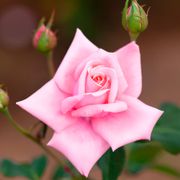 Gene Boerner Floribunda Rose Alternate Image 2