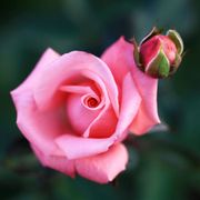 Gene Boerner Floribunda Rose Alternate Image 3