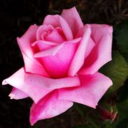 Gene Boerner Floribunda Rose Alternate Image 4