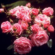 Gene Boerner Floribunda Rose Alternate Image 5