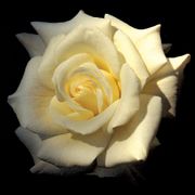 Evening Star Floribunda Rose Alternate Image 1