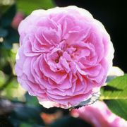 Louise Odier Bourbon Rose Alternate Image 1