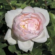Madame Alfred Carriere Noisette Rose Alternate Image 1