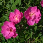 R. Palustris 'Swamp Rose' Species Rose Thumb