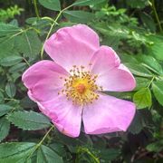 R. Palustris 'Swamp Rose' Species Rose Alternate Image 1