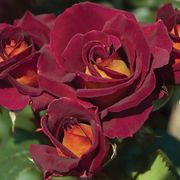 Dark Night&trade; Hybrid Tea Rose Alternate Image 1