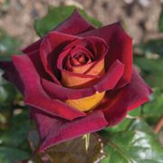 Dark Night&trade; Hybrid Tea Rose Alternate Image 2