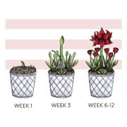 Cheerful Wishes Bulb Garden Alternate Image 2