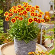 Coreopsis Solar Jewel Tickseed Thumb