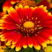 Gaillardia Lunar&reg; 'Eclipse' Blanket Flower Thumb