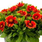 Gaillardia Lunar&reg; 'Eclipse' Blanket Flower Alternate Image 1