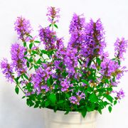 Agastache Sunrise&trade; Blue Hyssop Thumb