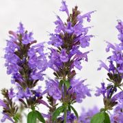 Agastache Sunrise&trade; Blue Hyssop Alternate Image 1