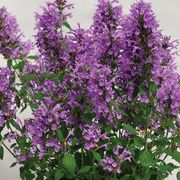 Agastache Sunrise&trade; Blue Hyssop Alternate Image 2