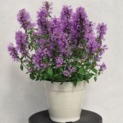 Agastache Sunrise&trade; Blue Hyssop Alternate Image 3