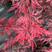 Acer 'Red Dragon' Weeping Japanese Maple Thumb