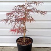Acer 'Red Dragon' Weeping Japanese Maple Alternate Image 1