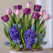 Purple Fanfare Bulb Garden Alternate Image 1