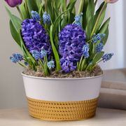 Purple Fanfare Bulb Garden Alternate Image 2