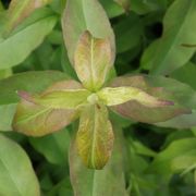 Abelia Sweet Emotion Blaze&trade; Alternate Image 2