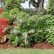 Abelia Sweet Emotion Blaze&trade; Alternate Image 3