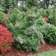 Abelia Sweet Emotion Blaze&trade; Alternate Image 4