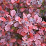 Berberis Sunjoy Really Red&trade; Barberry Thumb