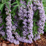 Buddleia Mop Top&trade; Butterfly Bush Thumb