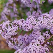 Buddleia Mop Top&trade; Butterfly Bush Alternate Image 2