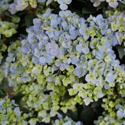 Hydrangea Fairytrail Fresco&trade; Cascade Hydrangea Alternate Image 2