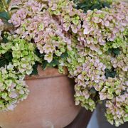 Hydrangea Fairytrail Fresco&trade; Cascade Hydrangea Alternate Image 3