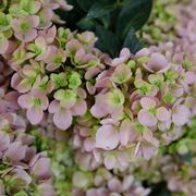 Hydrangea Fairytrail Fresco&trade; Cascade Hydrangea Alternate Image 4