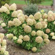 Hydrangea Powerball&trade; Panicle Hydrangea Alternate Image 1
