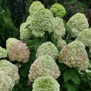 Hydrangea Powerball&trade; Panicle Hydrangea Alternate Image 2