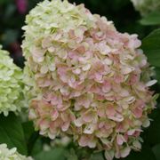 Hydrangea Powerball&trade; Panicle Hydrangea Alternate Image 4