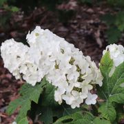 Hydrangea Gatsby Glow Ball&trade; Oakleaf Hydrangea Thumb