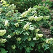 Hydrangea Gatsby Glow Ball&trade; Oakleaf Hydrangea Alternate Image 2