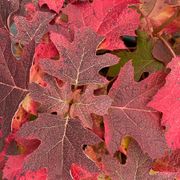 Hydrangea Gatsby Glow Ball&trade; Oakleaf Hydrangea Alternate Image 3