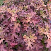 Hydrangea Gatsby Glow Ball&trade; Oakleaf Hydrangea Alternate Image 4