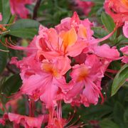 Rhododendron Sweet Reward&trade; Coral Azalea Thumb