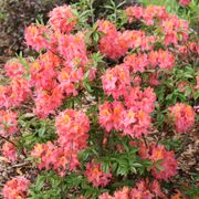 Rhododendron Sweet Reward&trade; Coral Azalea Alternate Image 2