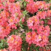 Rhododendron Sweet Reward&trade; Coral Azalea Alternate Image 3