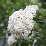 Viburnum Spice Cowboy&trade; Snowball Bush Thumb