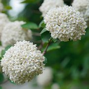 Viburnum Spice Cowboy&trade; Snowball Bush Alternate Image 1